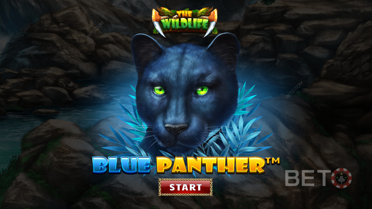 Блукайте джунглями серед нічних звірів у слоті Blue Panther